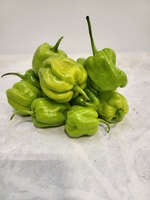 Green Habanero Pepper (per kg)